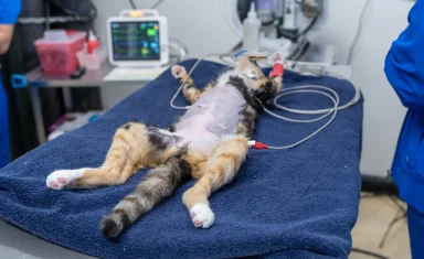 cat-surgery