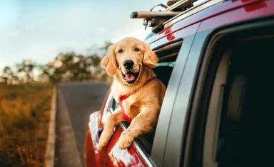 dog-car-window