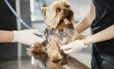 dog-wellness-exam-healthy-pet