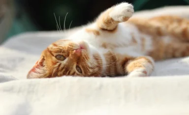 happy-cat